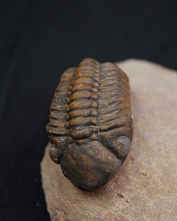 Trilobite fósil Reedops