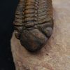 Trilobite fósil Reedops