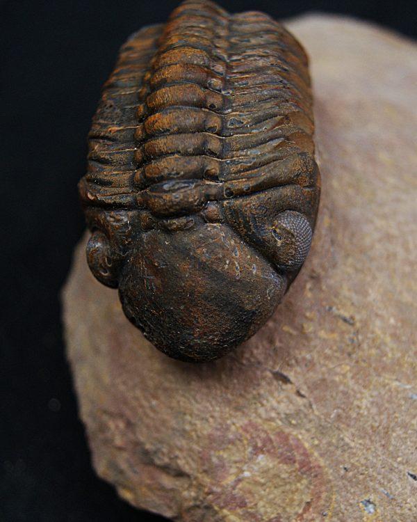 Trilobite fósil Reedops