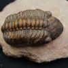 Trilobite fósil Reedops