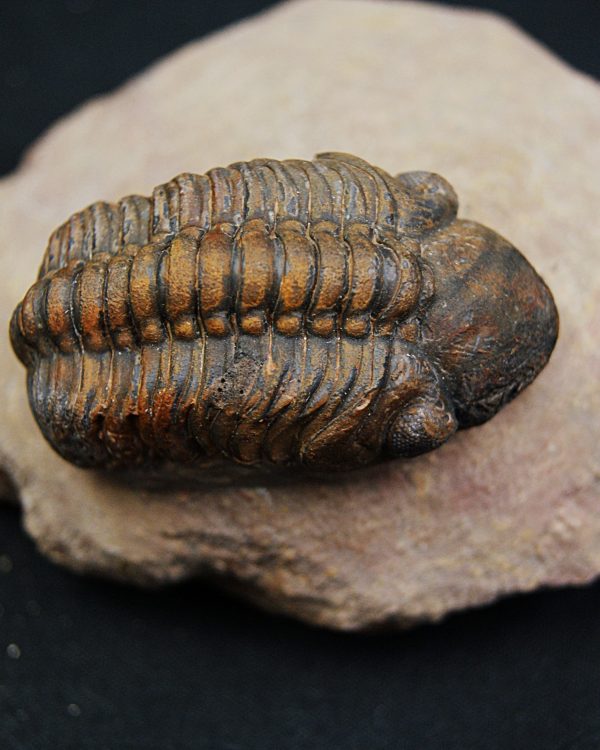 Trilobite fósil Reedops