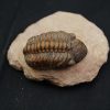 Trilobite fósil Reedops