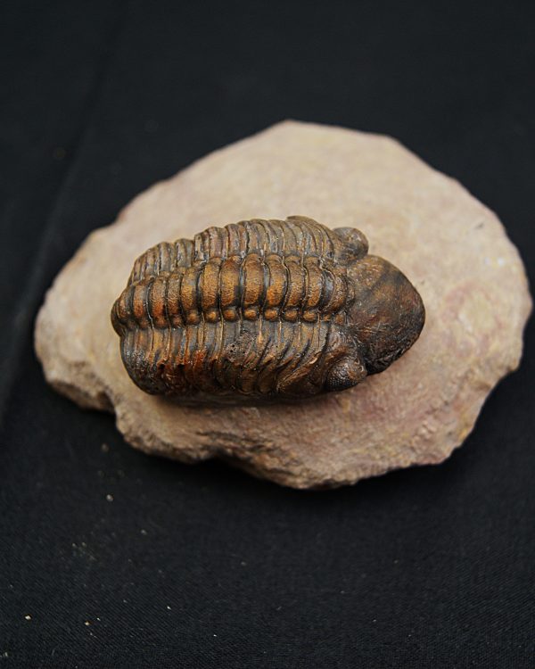 Trilobite fósil Reedops