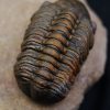 Trilobite fósil Reedops