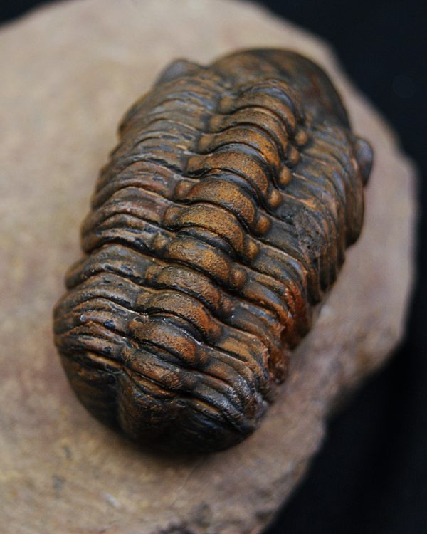 Trilobite fósil Reedops