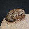 Trilobite fósil Reedops