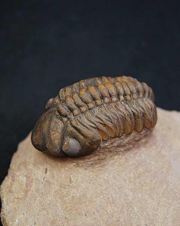 Trilobite fósil Reedops