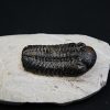 Trilobite Morocops ovatus