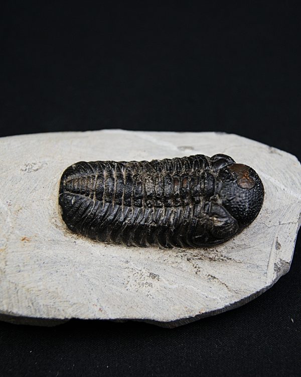 Trilobite Morocops ovatus