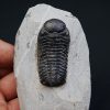Trilobite Morocops ovatus
