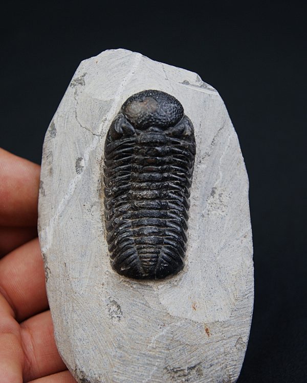 Trilobite Morocops ovatus