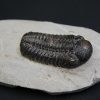 Trilobite Morocops ovatus