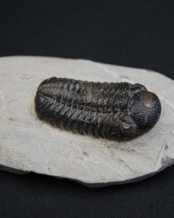 Trilobite Morocops ovatus