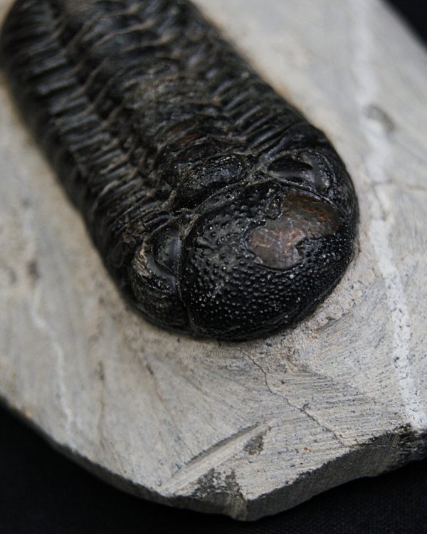 Trilobite Morocops ovatus