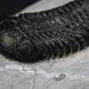 Trilobite Morocops ovatus