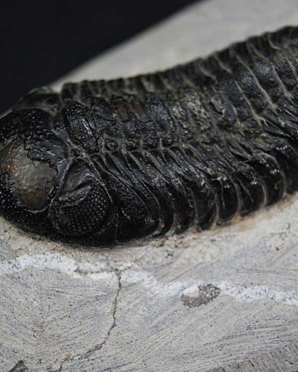 Trilobite Morocops ovatus