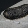 Trilobite Morocops ovatus