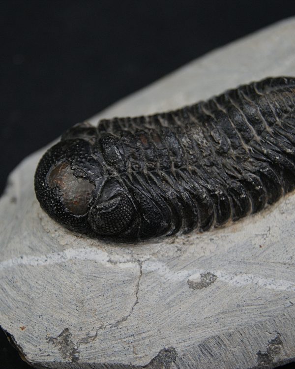 Trilobite Morocops ovatus