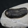 Trilobite Morocops ovatus