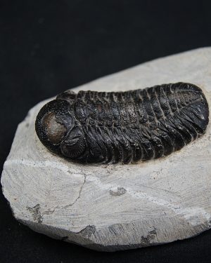 SONY DSC Trilobite Morocops ovatus