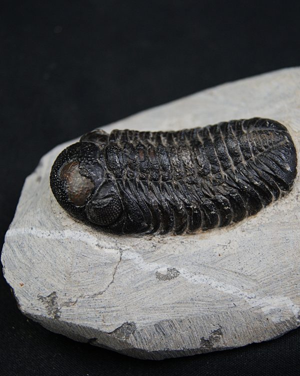 Trilobite Morocops ovatus