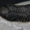 Trilobite Morocops ovatus