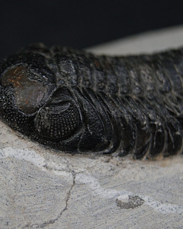 Trilobite Morocops ovatus