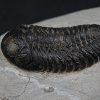 Trilobite Morocops ovatus
