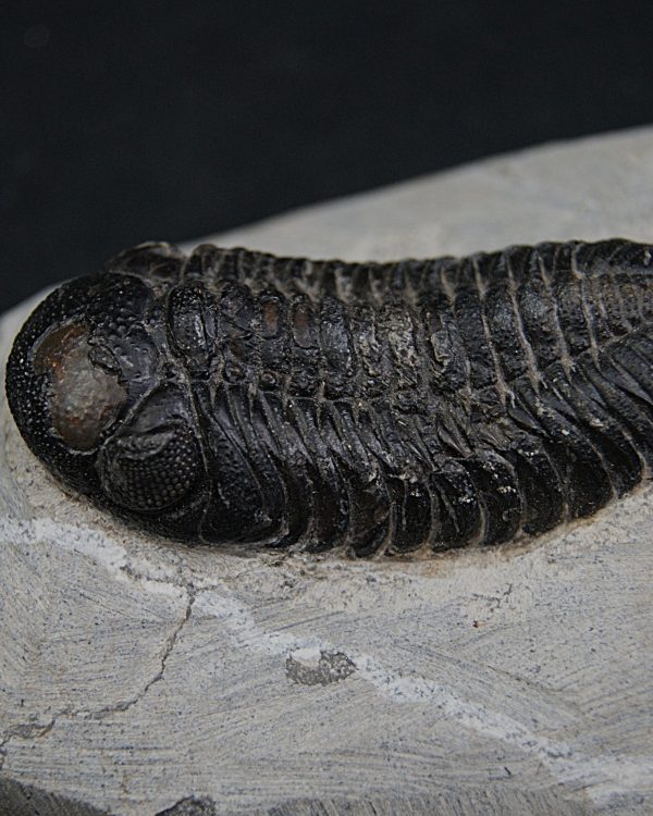 Trilobite Morocops ovatus