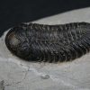Trilobite Morocops ovatus