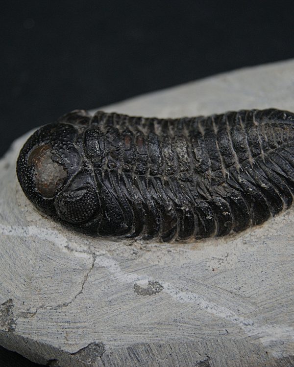 Trilobite Morocops ovatus