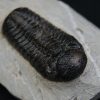 Trilobite Morocops ovatus