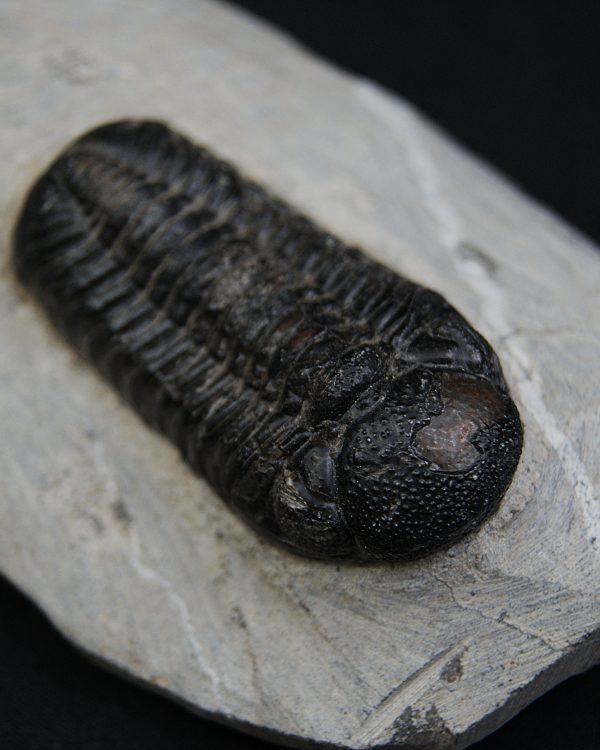 Trilobite Morocops ovatus