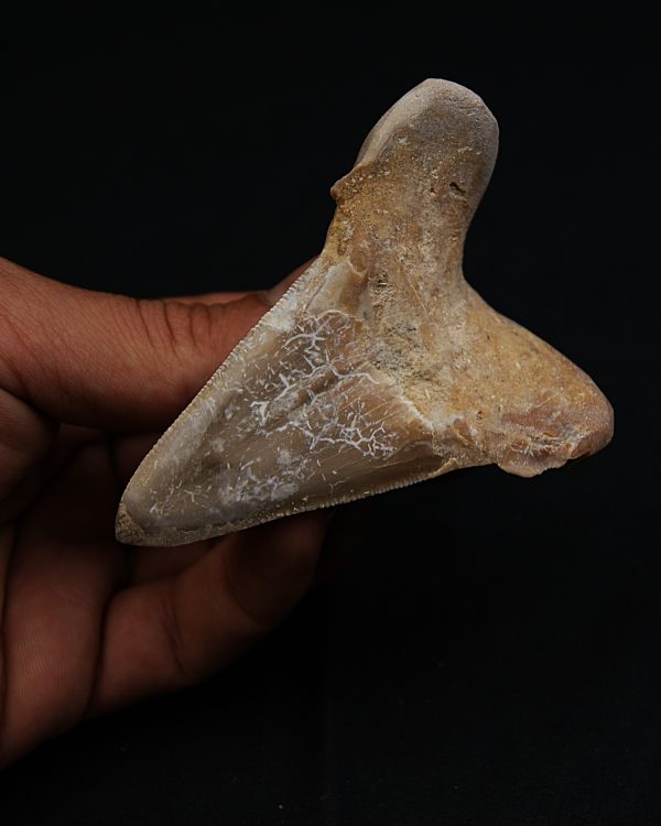 SONY DSC Tiburón Sokolovi