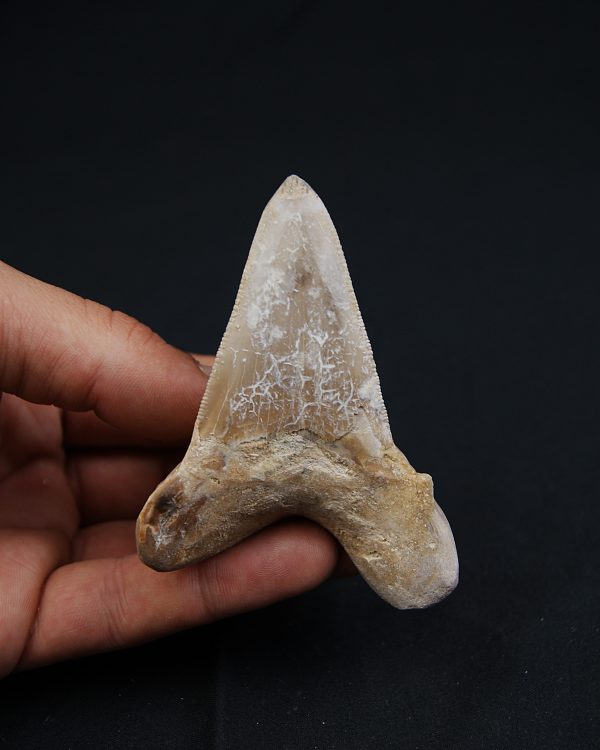 SONY DSC Tiburón Sokolovi