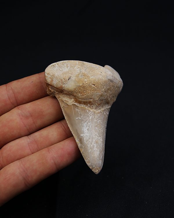 SONY DSC Tiburón Sokolovi