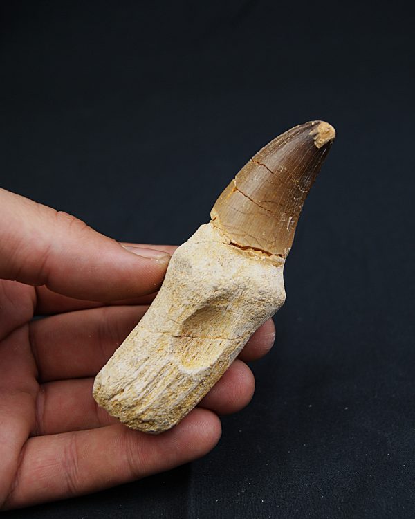 Mosasaurus (Prognathodon)