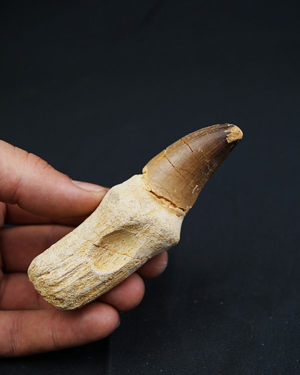 Mosasaurus (Prognathodon)