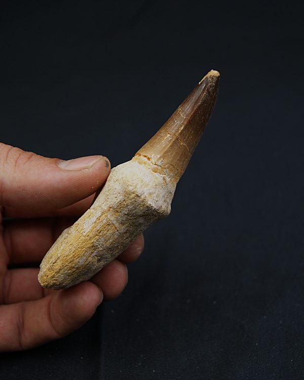 Mosasaurus (Prognathodon)