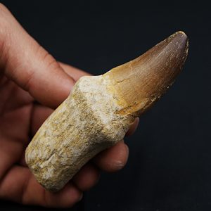 Mosasaurus (Prognathodon)