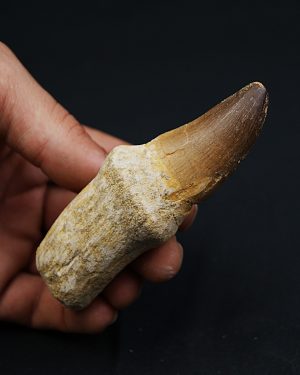 Mosasaurus (Prognathodon)