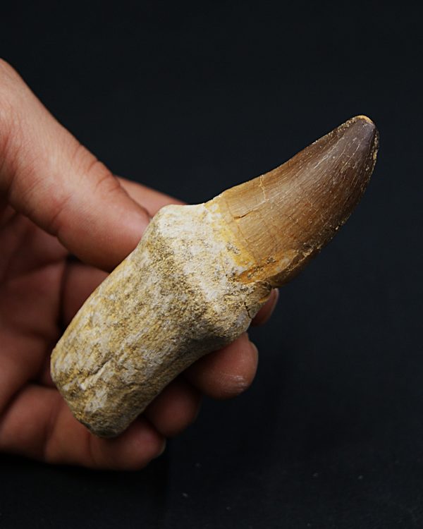 Mosasaurus (Prognathodon)