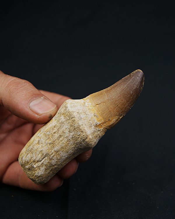 Mosasaurus (Prognathodon)