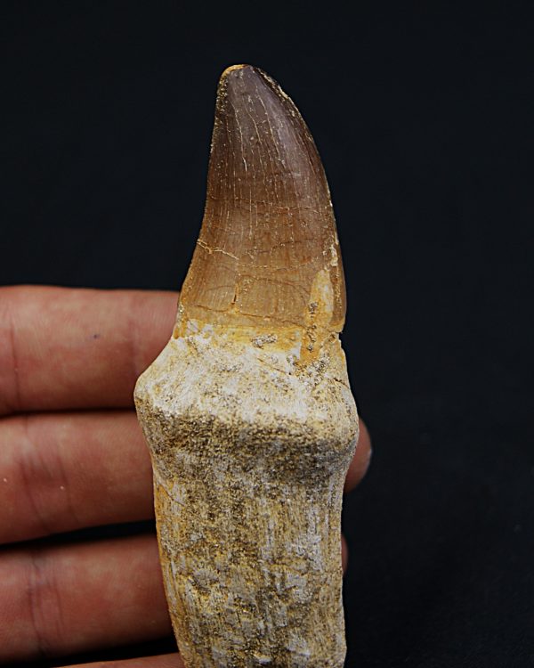 Mosasaurus (Prognathodon)