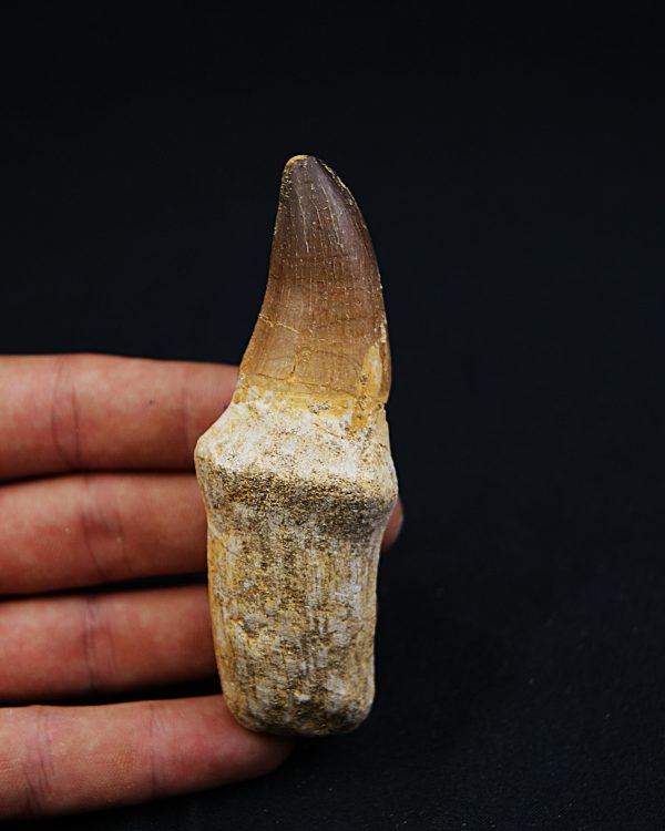 Mosasaurus (Prognathodon)