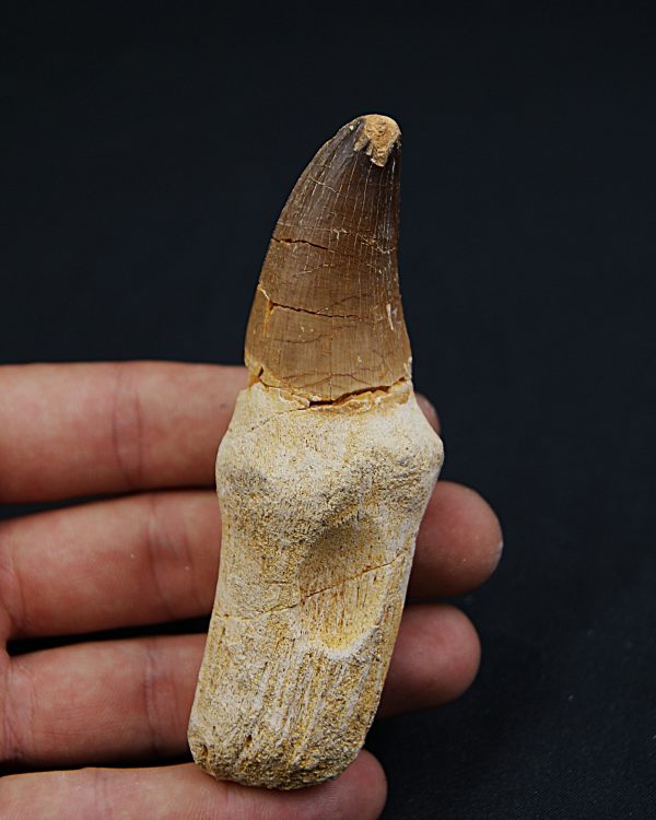 Mosasaurus (Prognathodon)