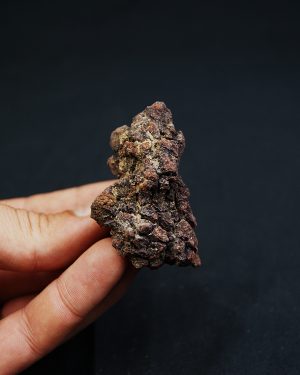 Coprolito fósil de Madagascar