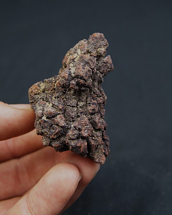 Coprolito fósil de Madagascar