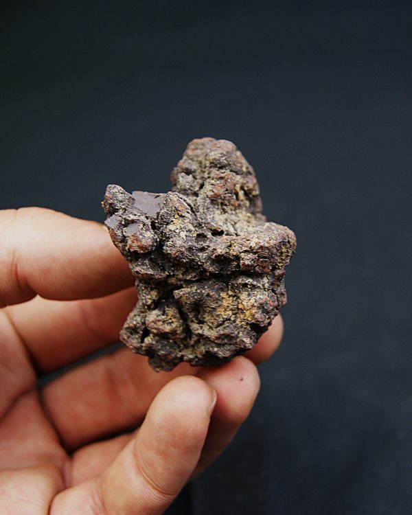 Coprolito fósil de Madagascar