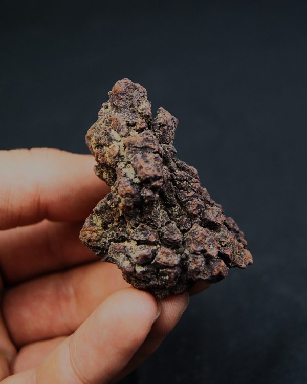 Coprolito fósil de Madagascar